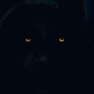 Meet your Posher, Alexander